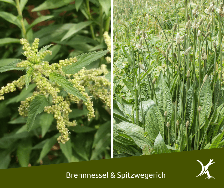 Brennnessel und Spitzwegerich Brennnessel und Spitzwegerich