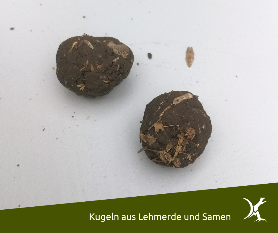 Samenkugeln